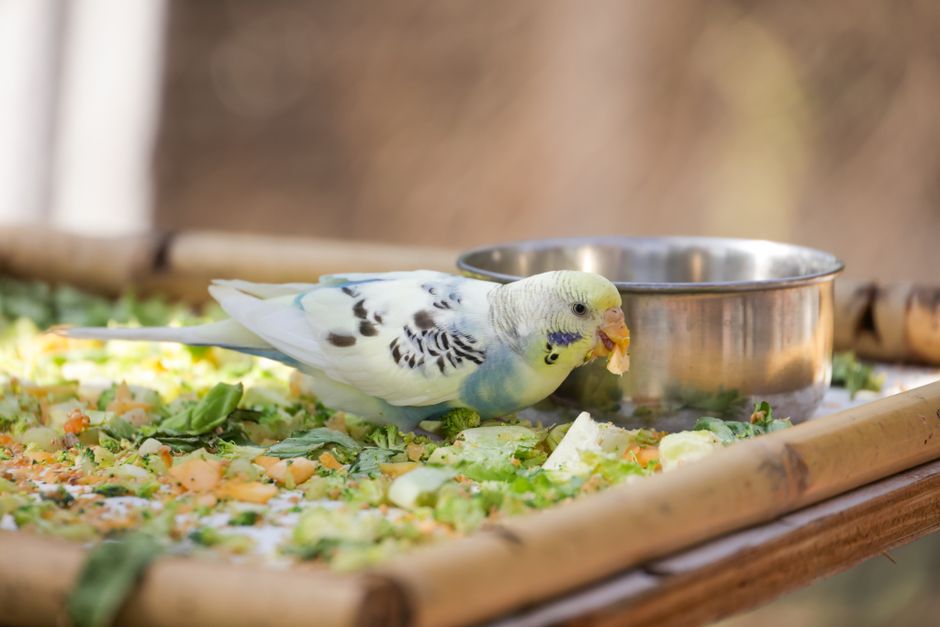 A vibrant budgerigar enjoying fresh vegetables outdoors on a sunny day.